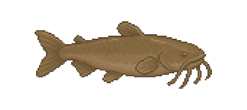 Catfish