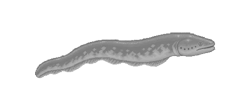 Electric Eel