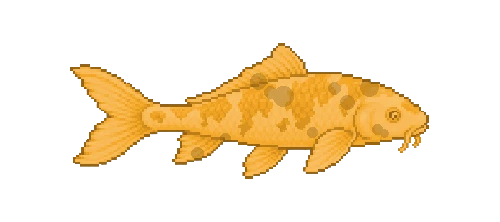 Golden Koi