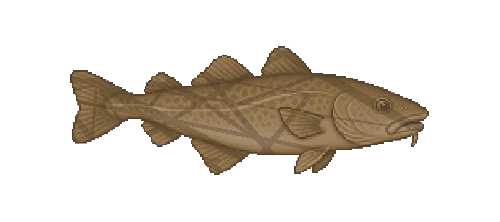 Marbled Rockcod