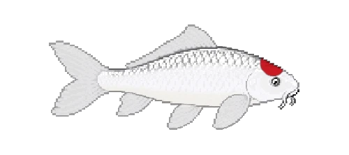 Nihon Koi