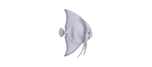 Orbicular Batfish