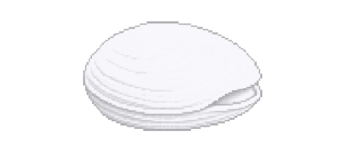 Rift Clam