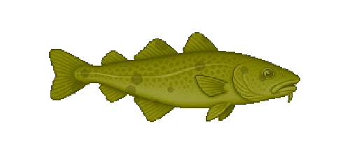Rock Cod