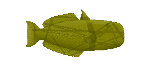 Titan Triggerfish